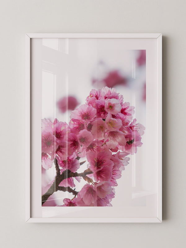Kirschblüten Makro rosa