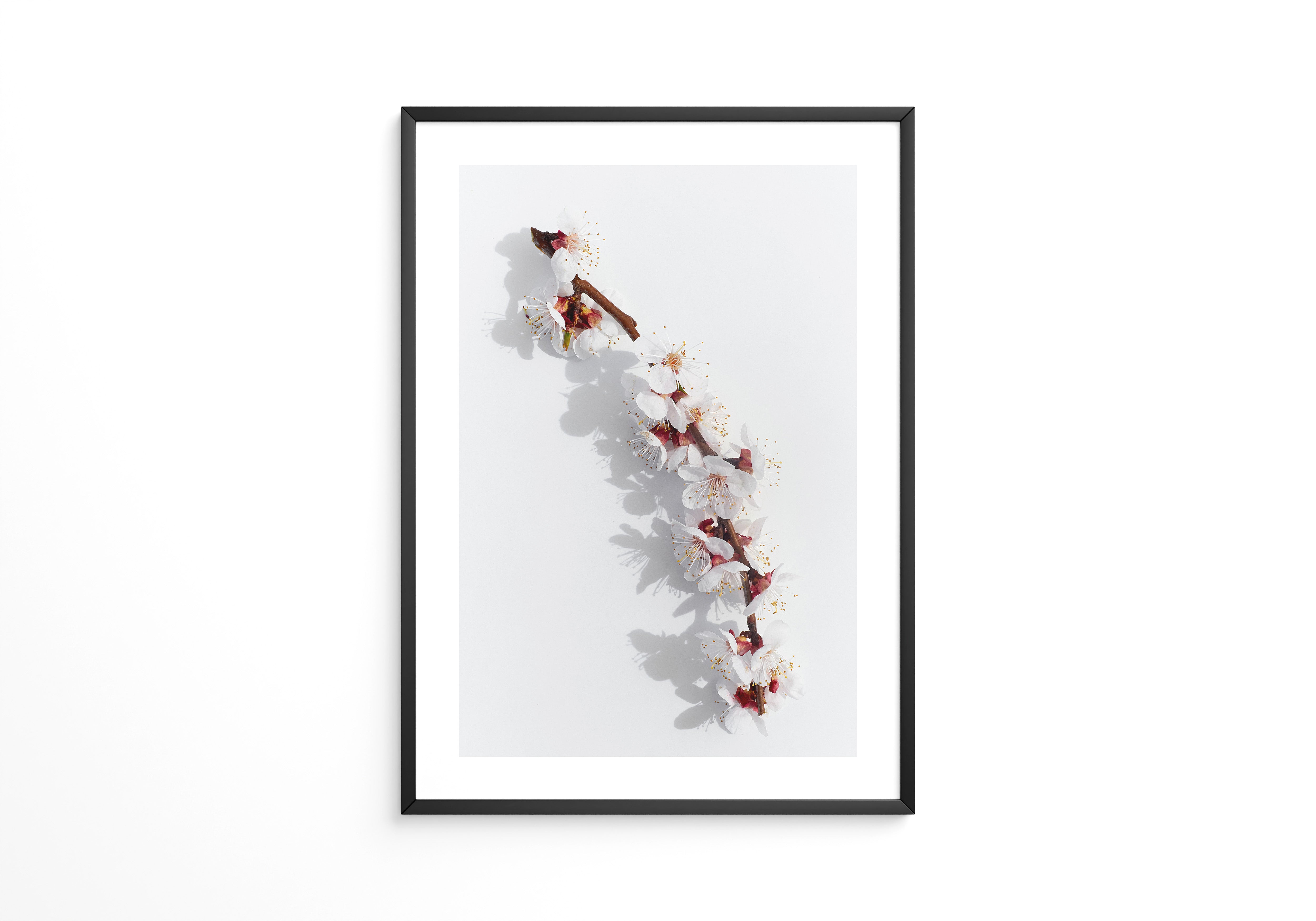 Blütenzweig Schattenlicht