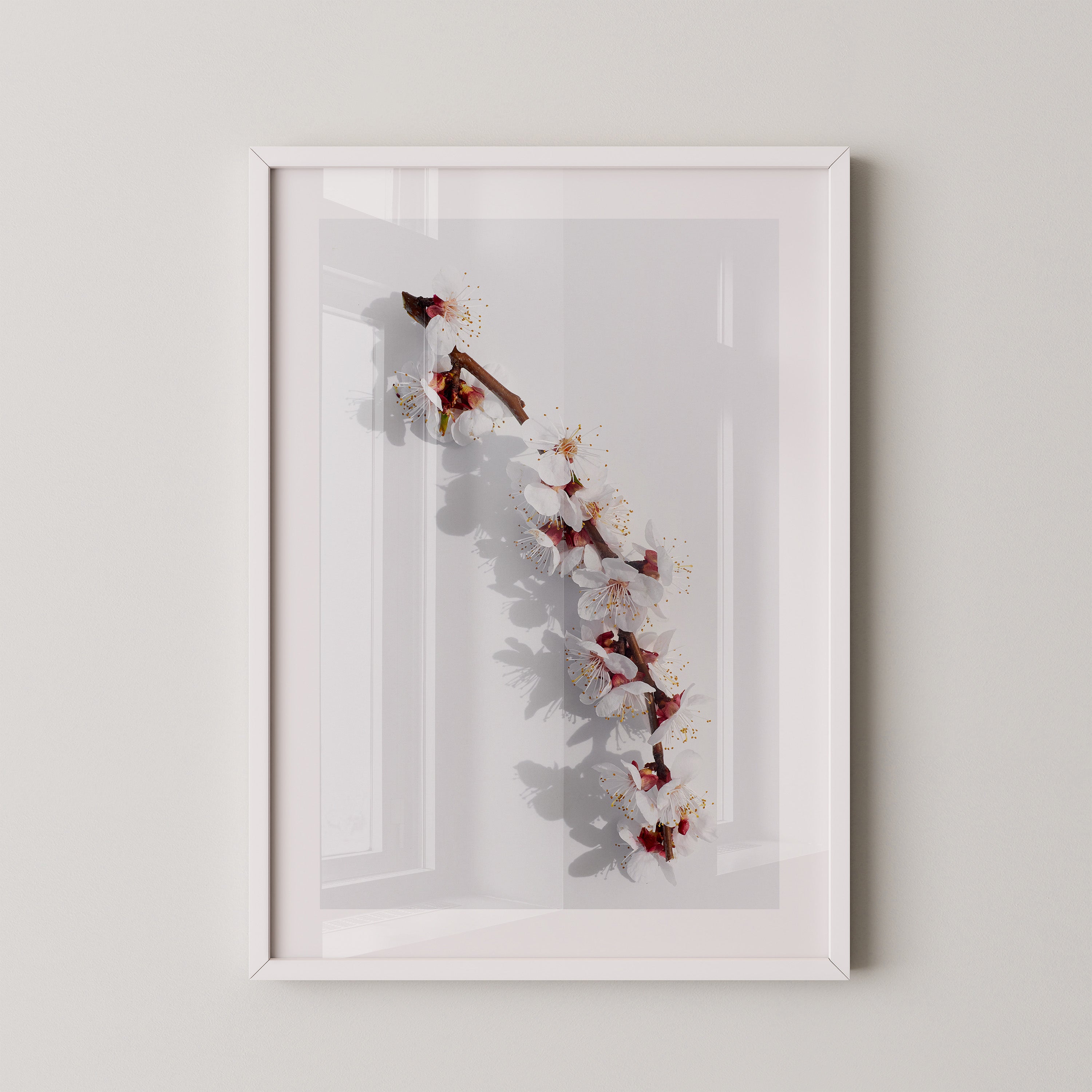 Blütenzweig Schattenlicht