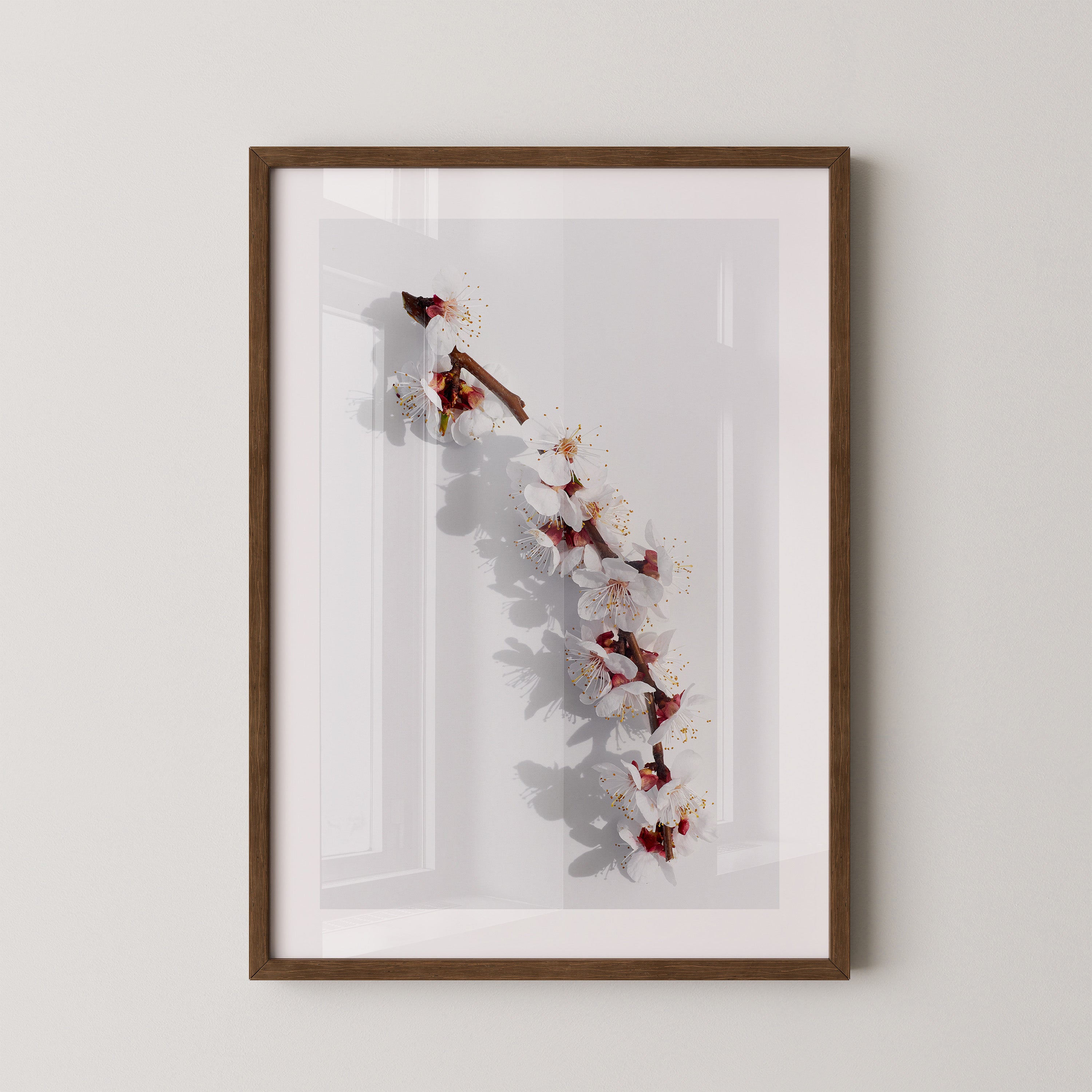 Blütenzweig Schattenlicht