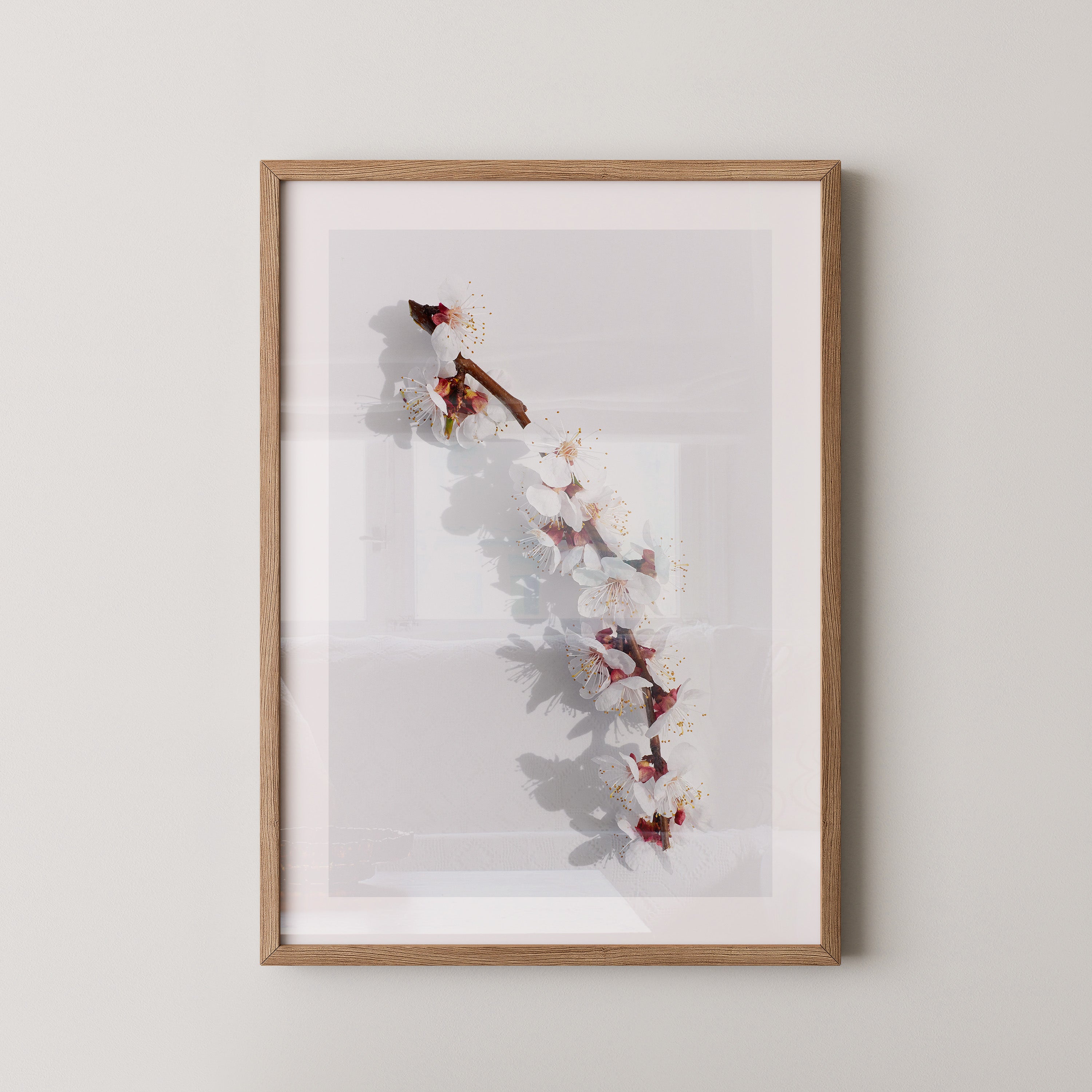 Blütenzweig Schattenlicht