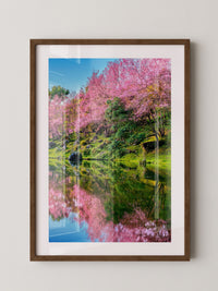 Blüten Spiegelung Frühling