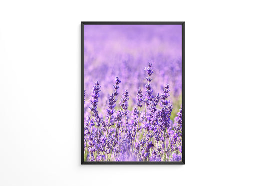 Lavendelfeld lila Blütenmeer