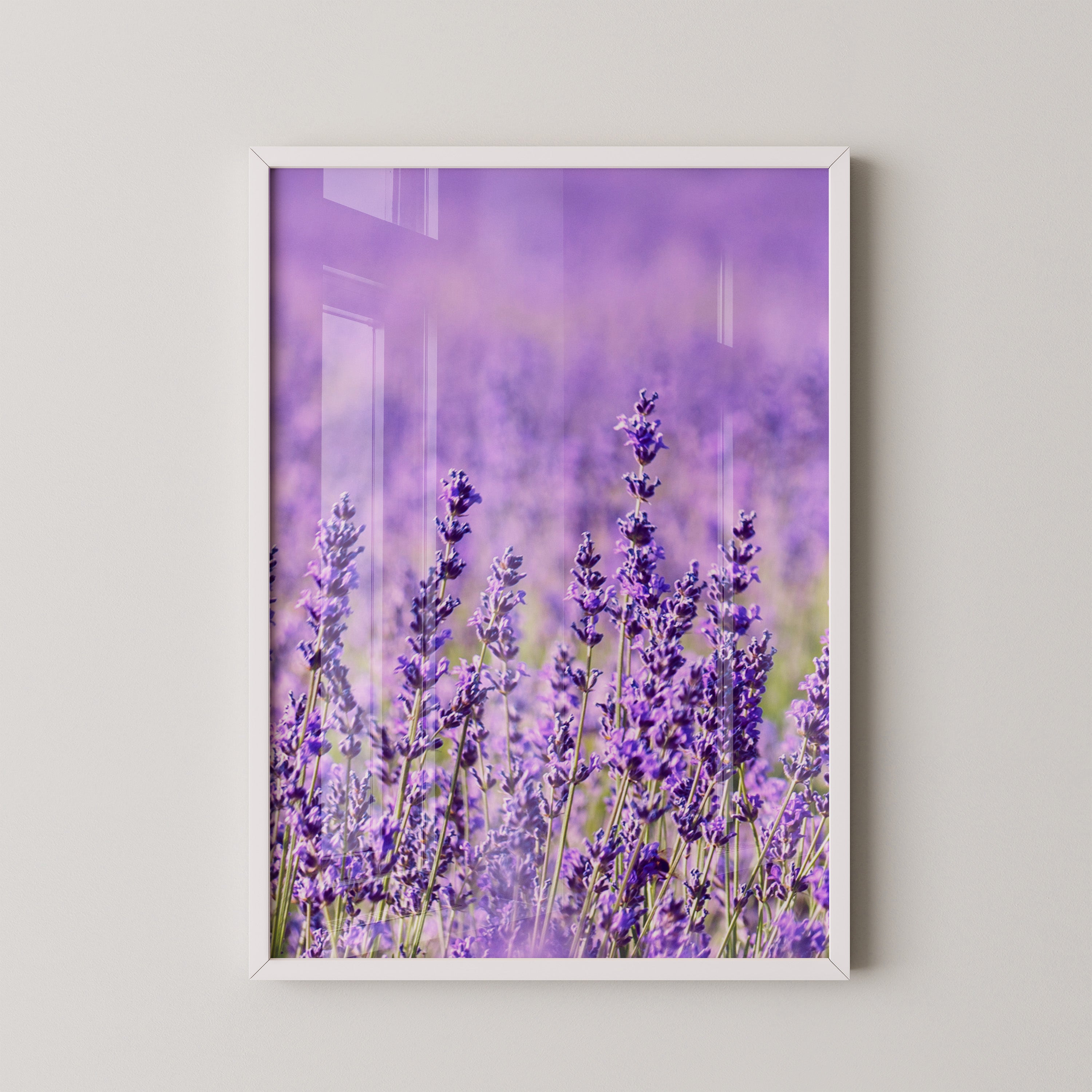 Lavendelfeld lila Blütenmeer