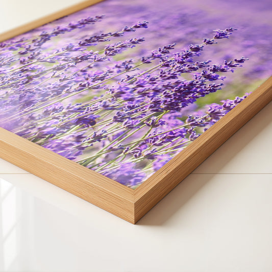 Lavendelfeld lila Blütenmeer