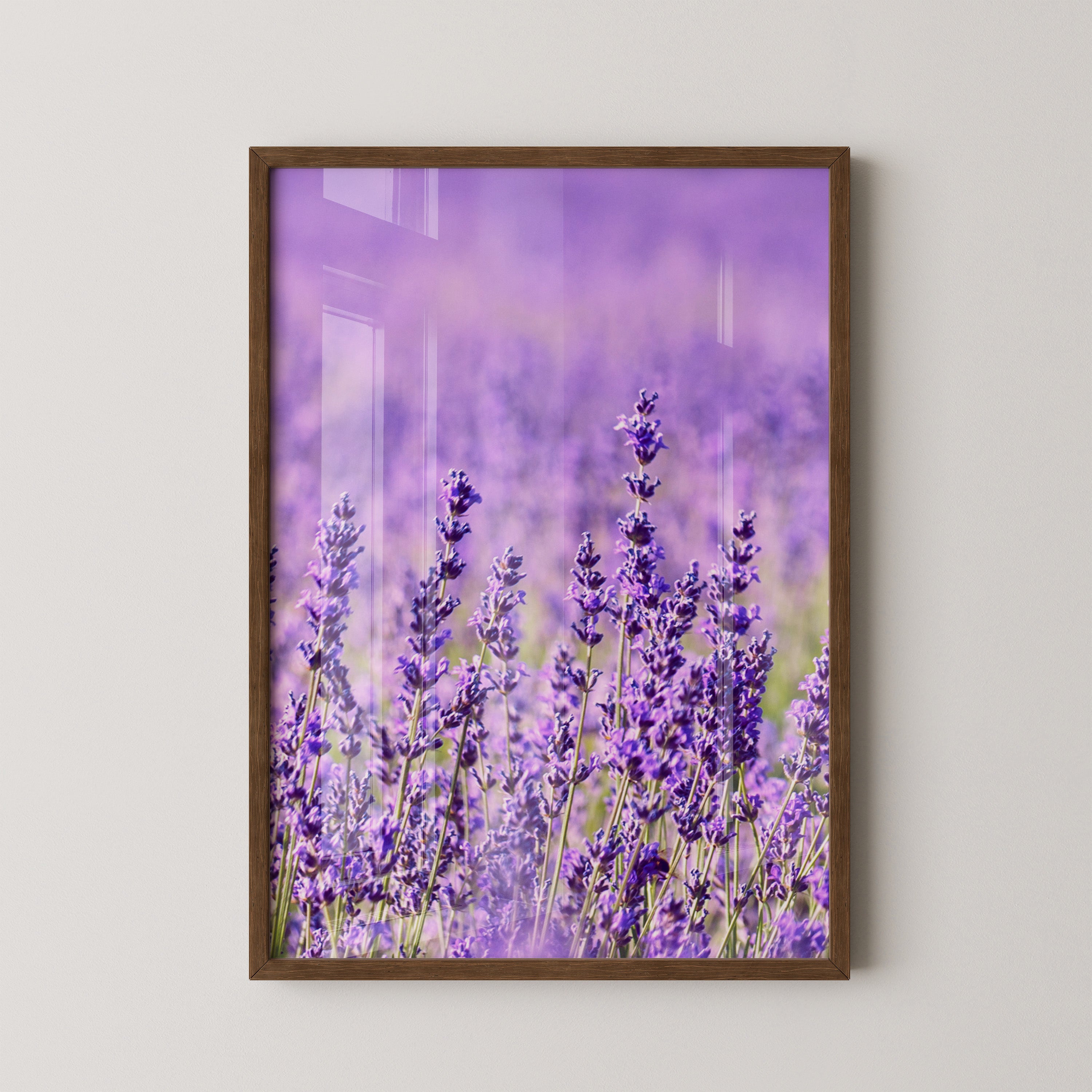 Lavendelfeld lila Blütenmeer