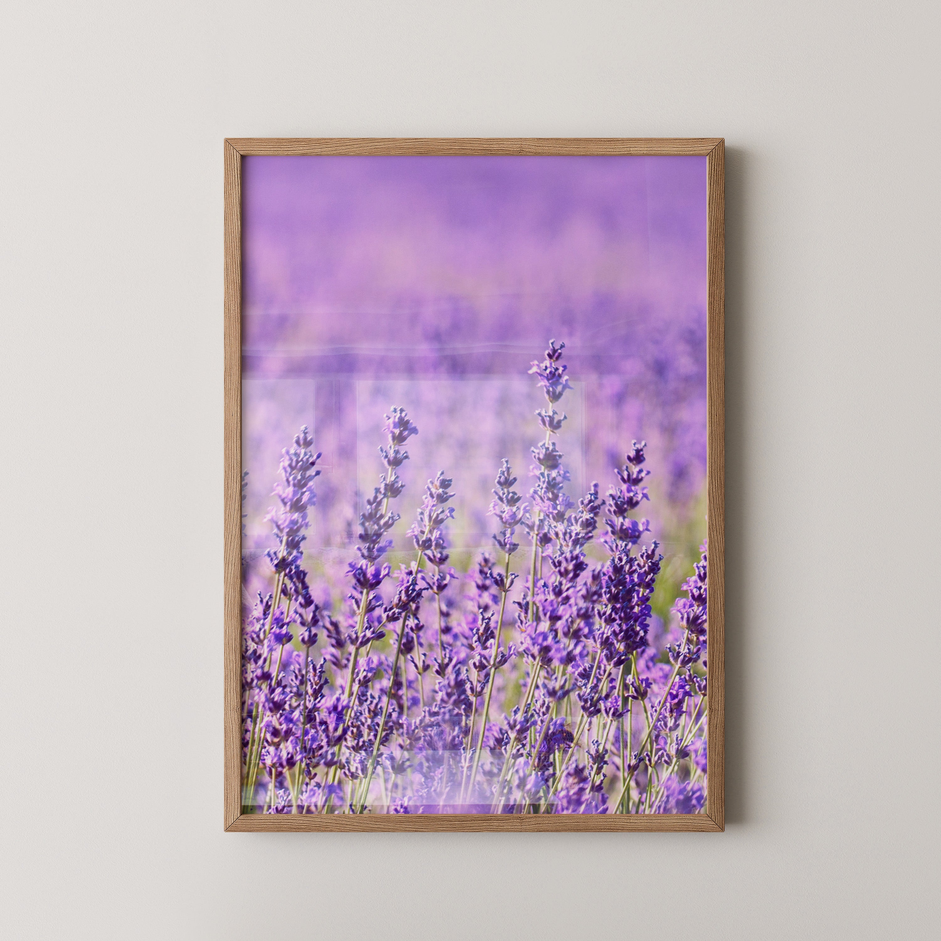 Lavendelfeld lila Blütenmeer