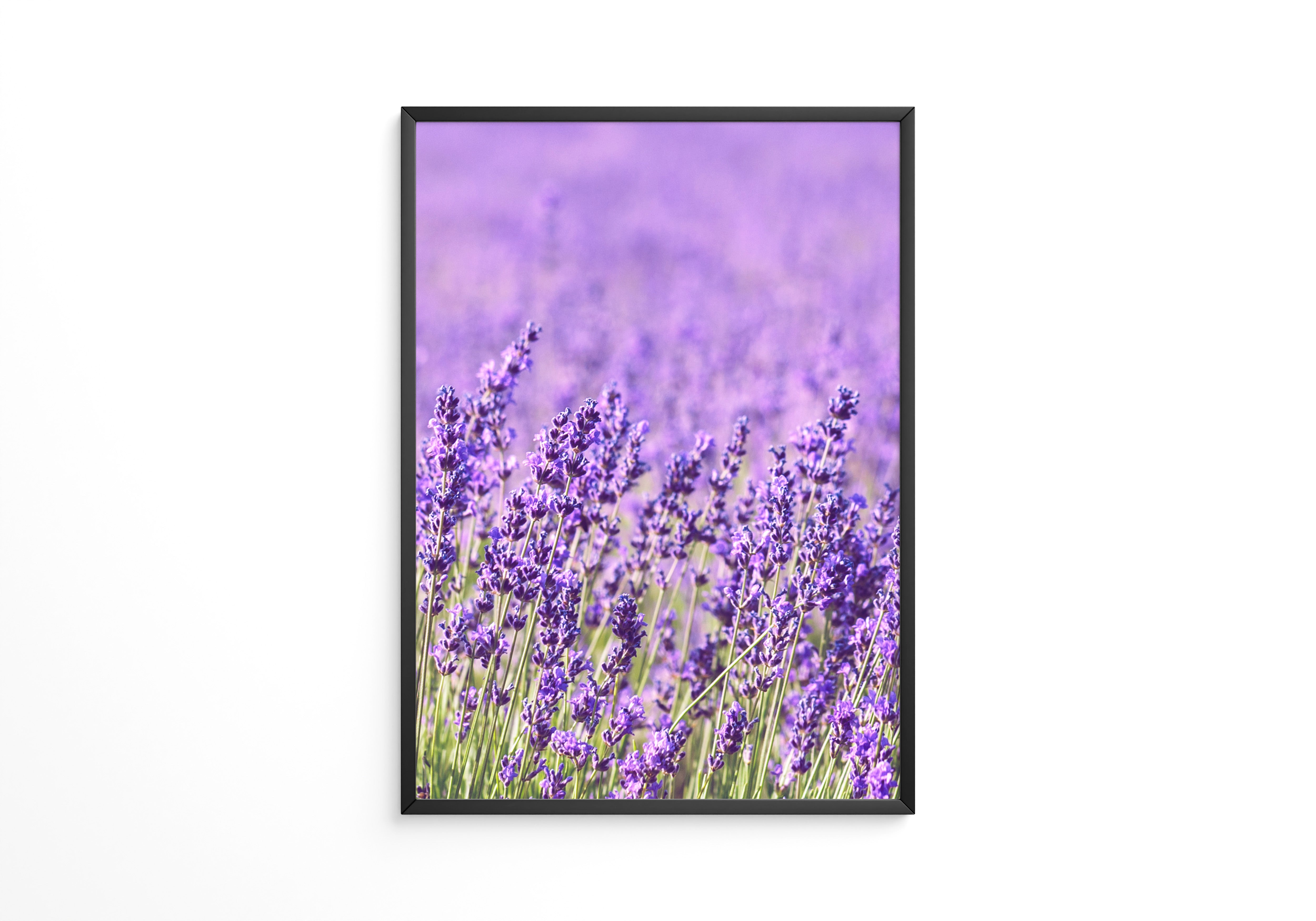 Lavendelfeld Lila Meer
