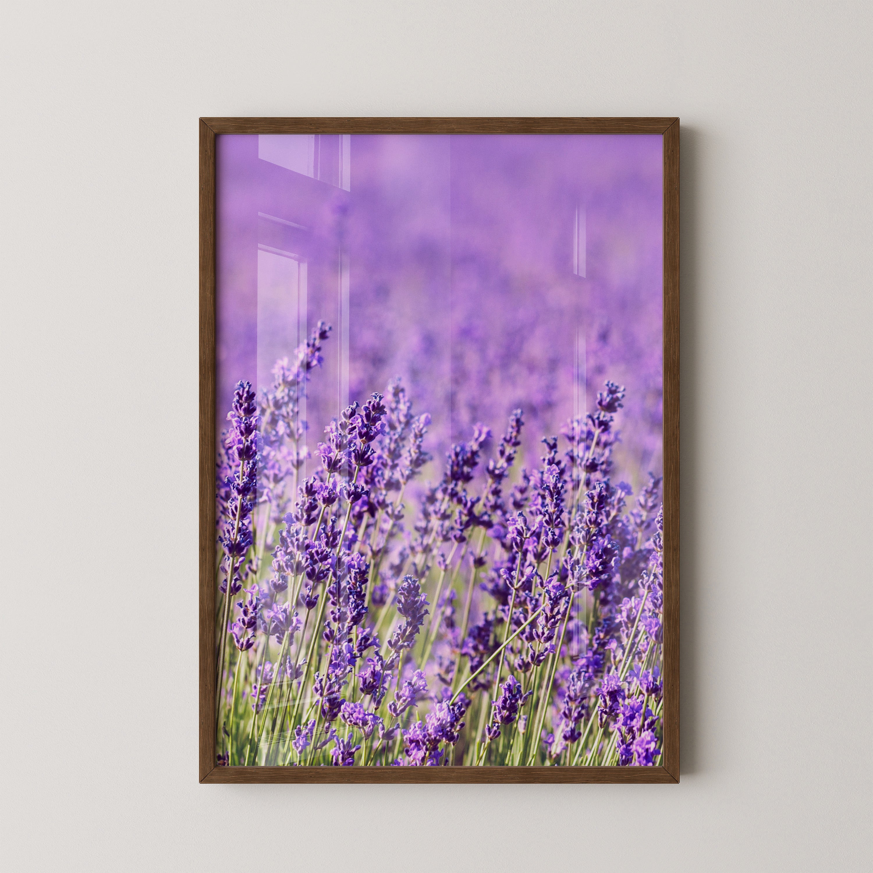 Lavendelfeld Lila Meer