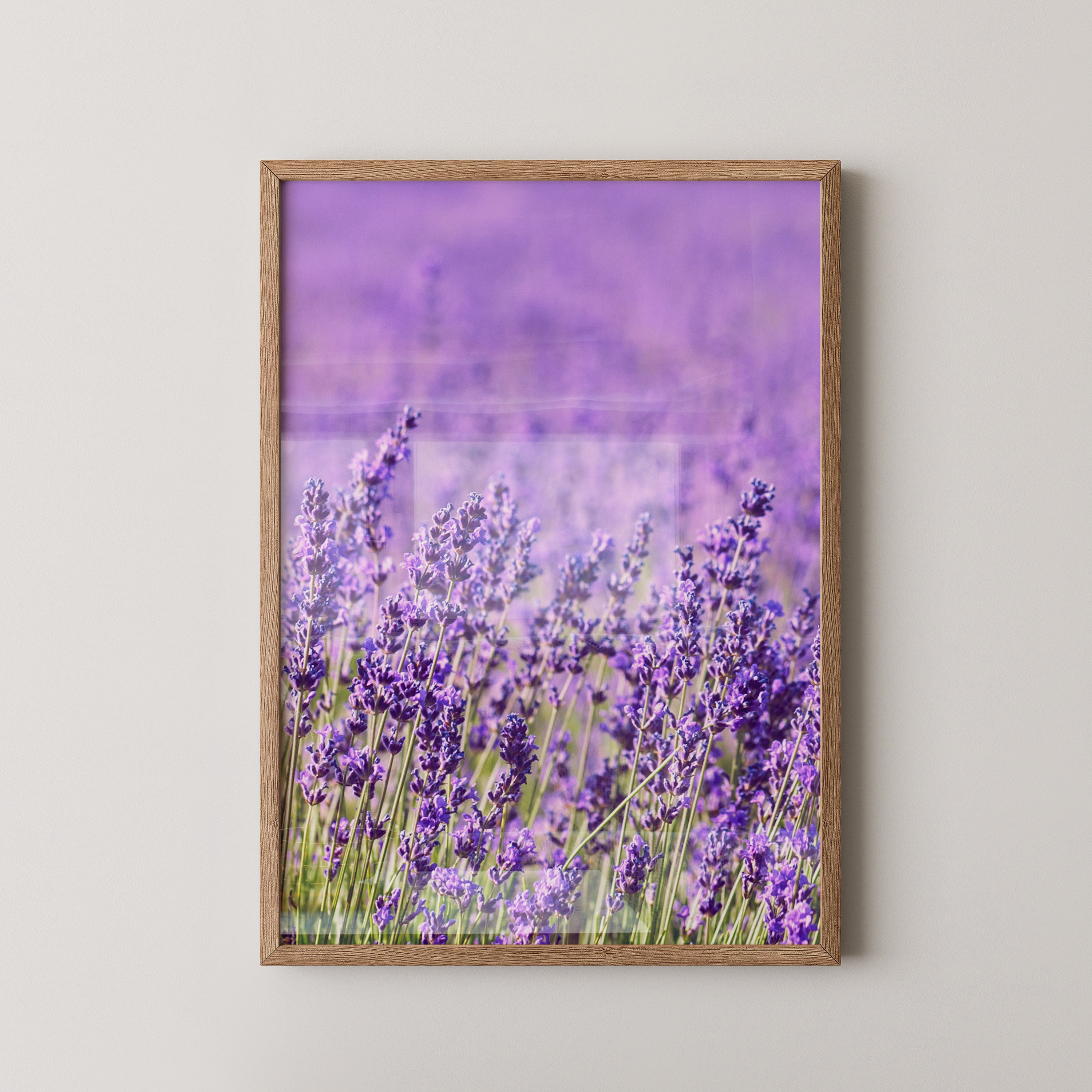 Lavendelfeld Lila Meer