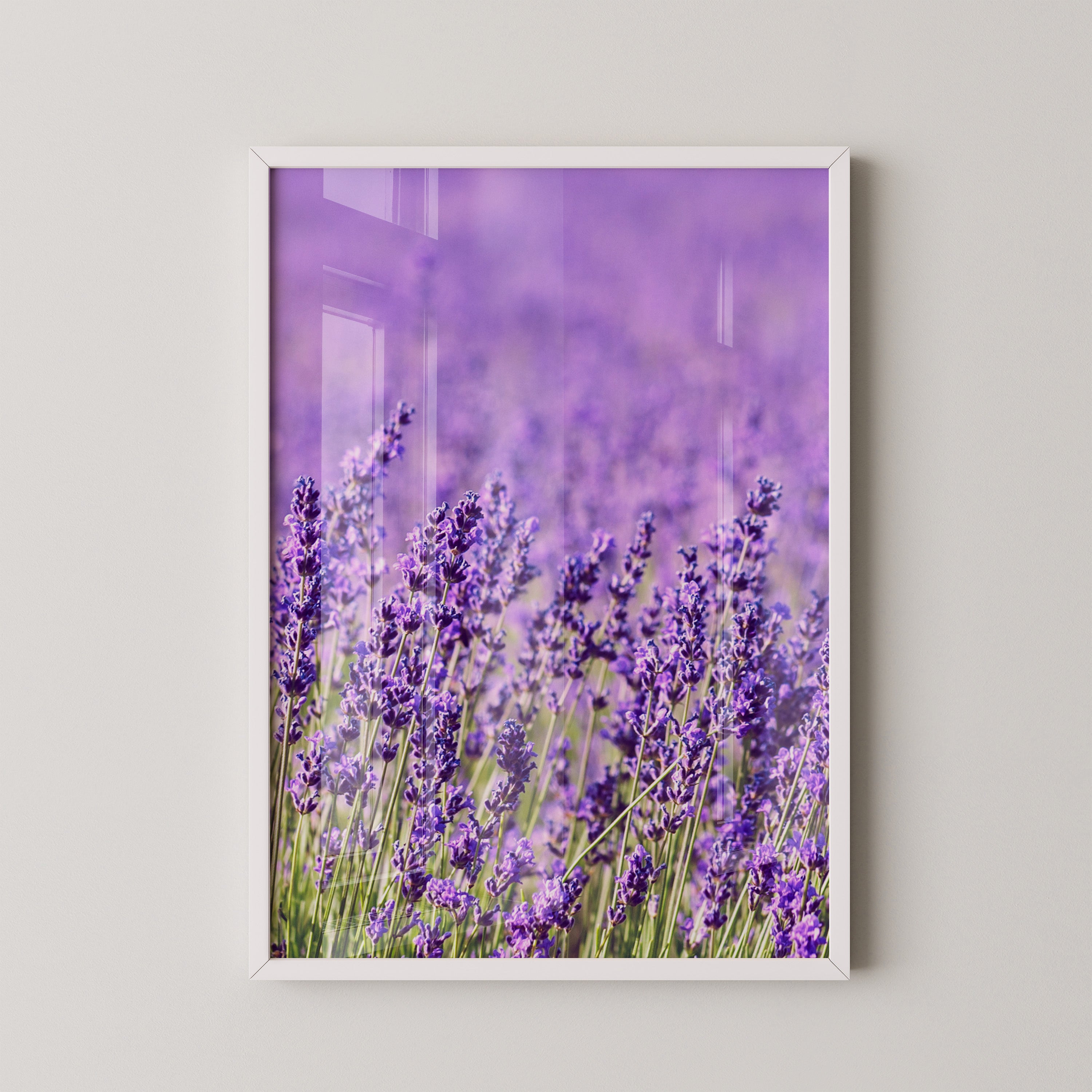 Lavendelfeld Lila Meer