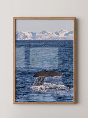 Walflosse Ozean Berge