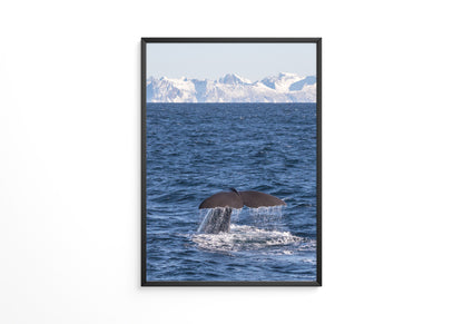 Walflosse Ozean Berge
