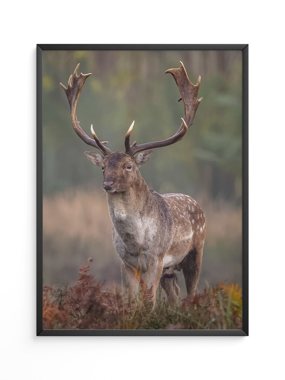 Hirsch im Nebel Waldstimmung