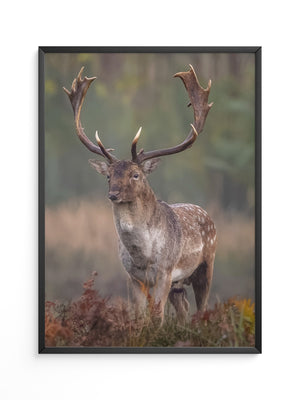 Hirsch im Nebel Waldstimmung