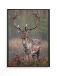 Hirsch im Nebel Waldstimmung