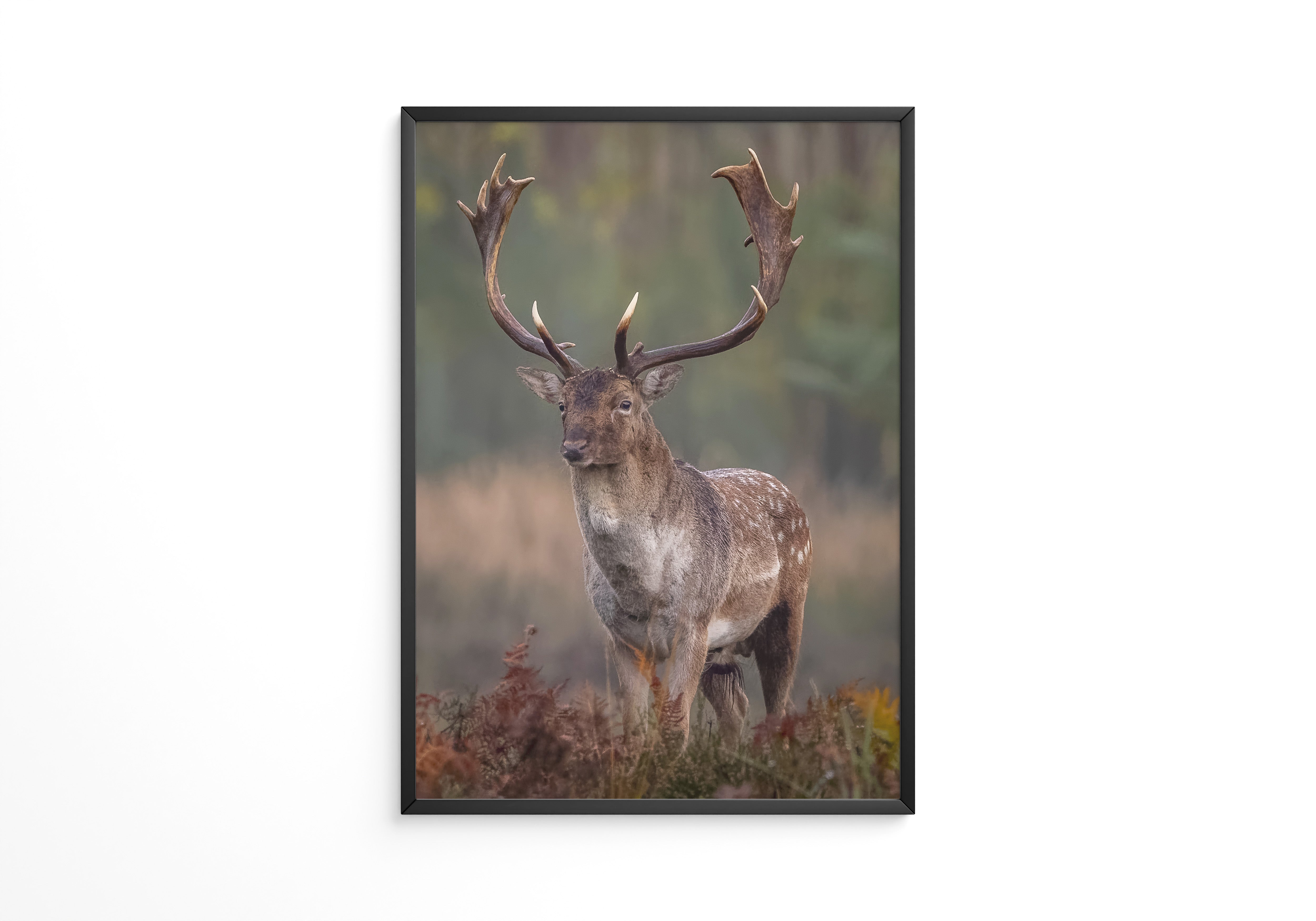 Hirsch im Nebel Waldstimmung
