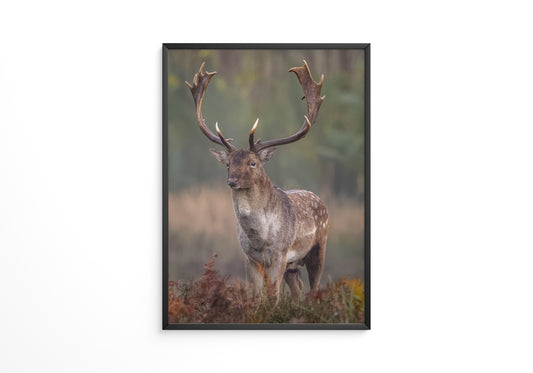 Hirsch im Nebel Waldstimmung