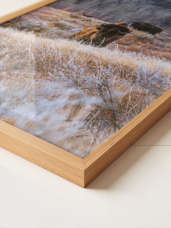 Bison Winterlandschaft Frost