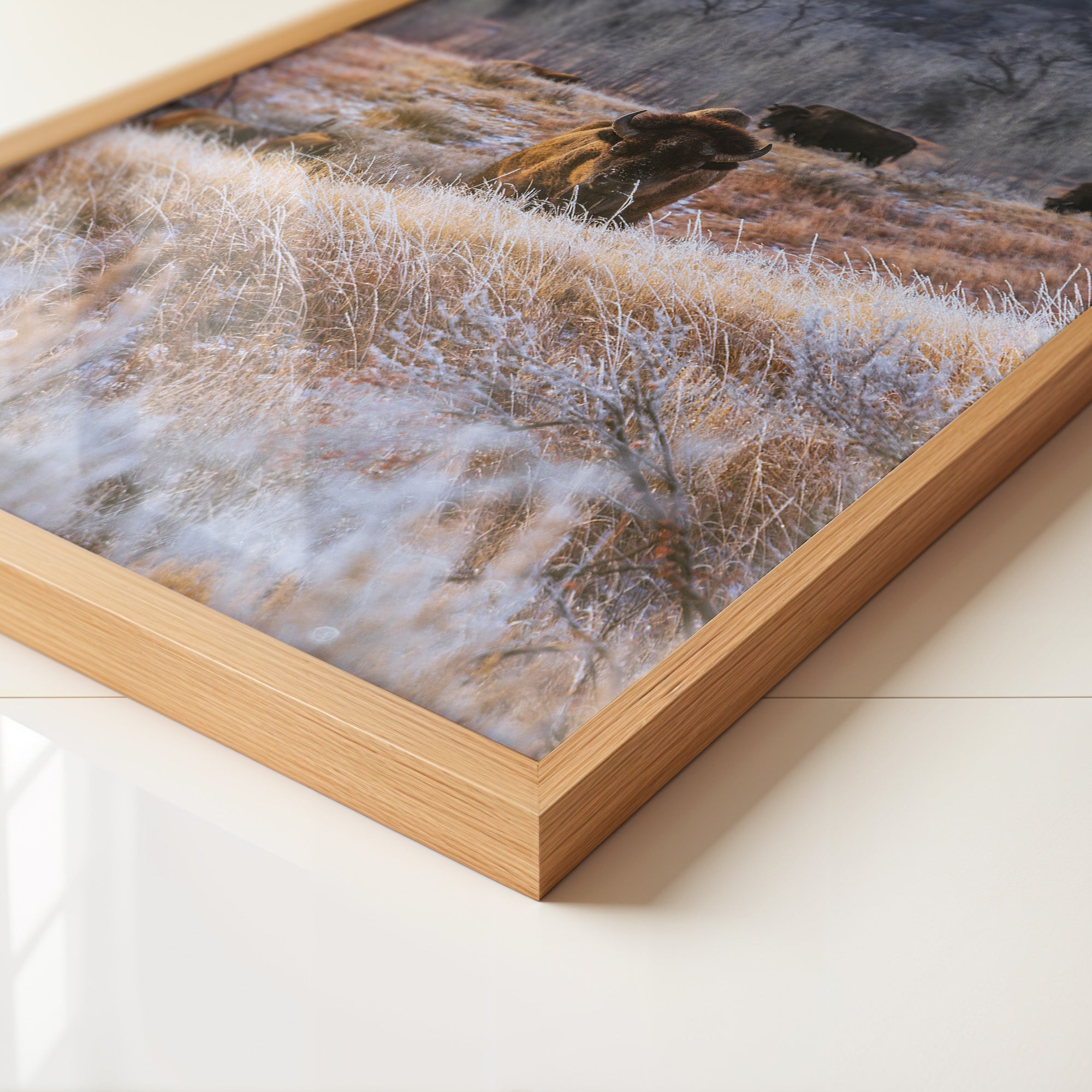 Bison Winterlandschaft Frost