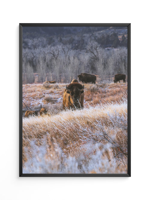Bison Winterlandschaft Frost