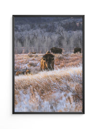 Bison Winterlandschaft Frost