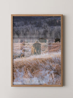 Bison Winterlandschaft Frost