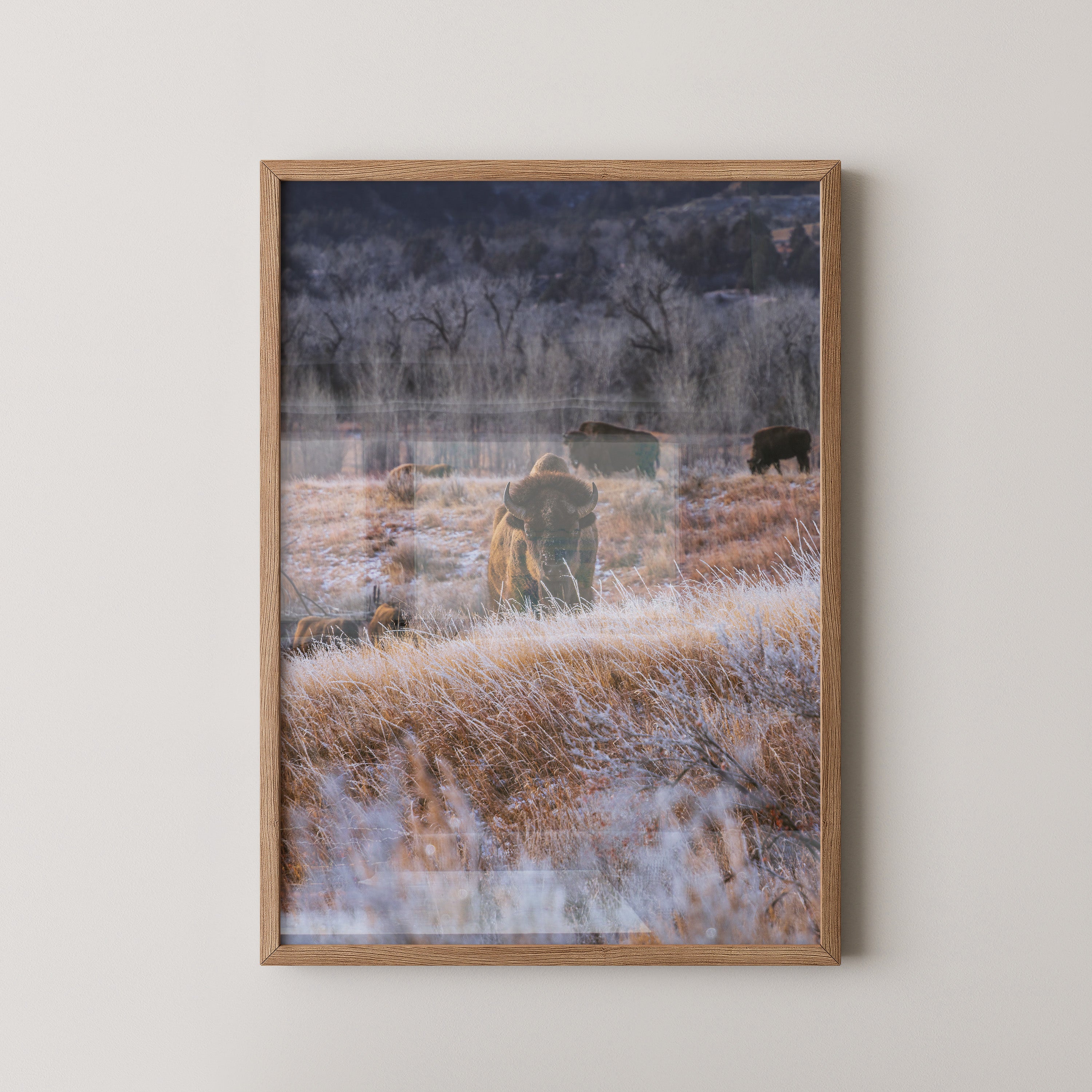 Bison Winterlandschaft Frost