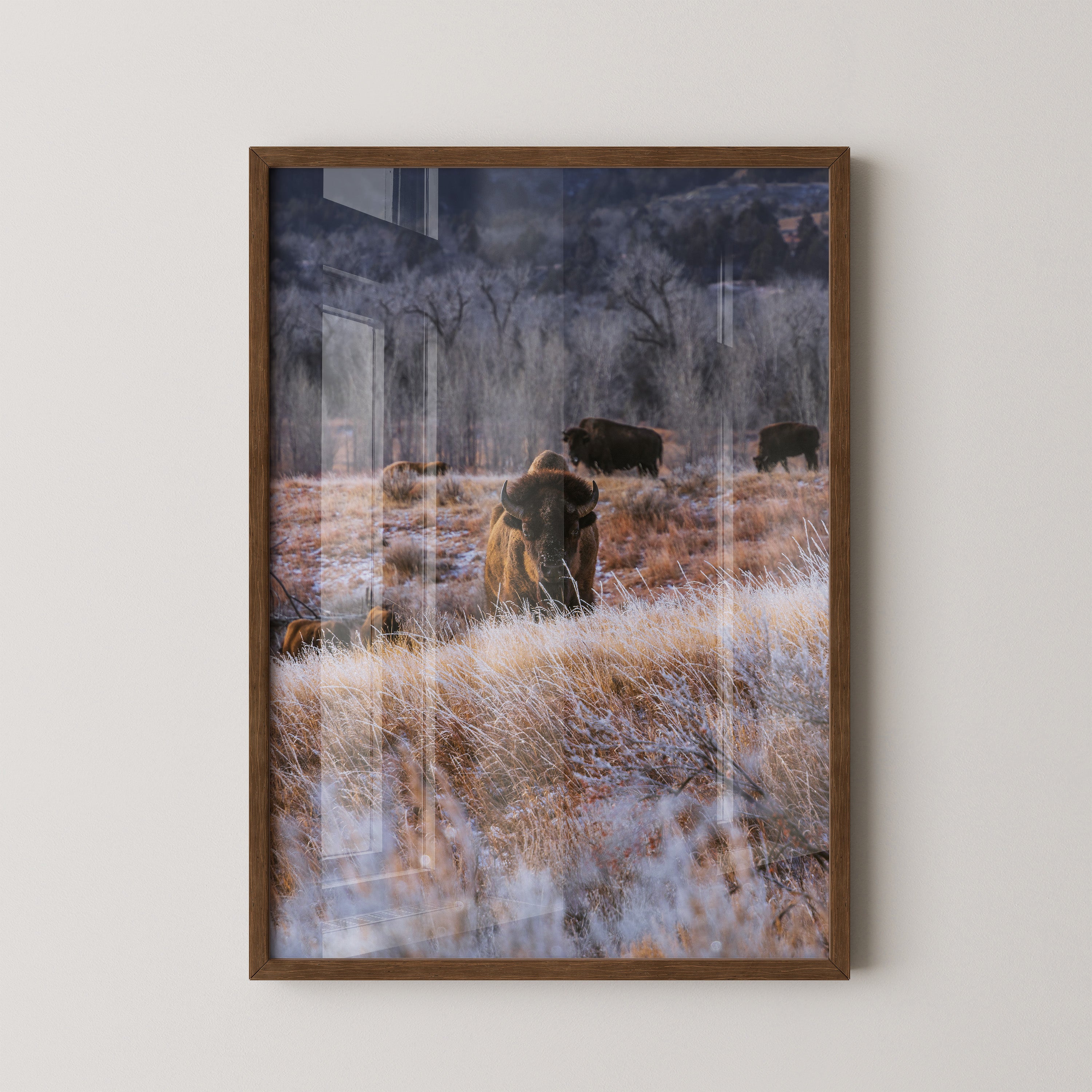 Bison Winterlandschaft Frost