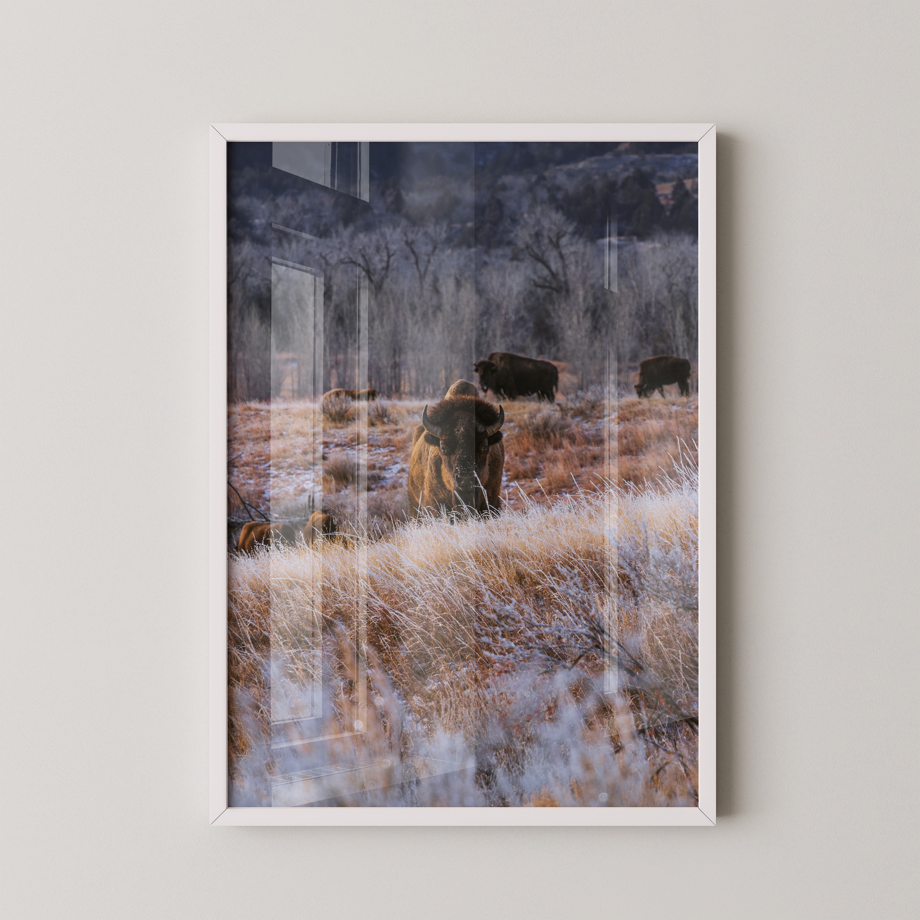 Bison Winterlandschaft Frost