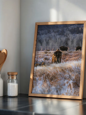 Bison Winterlandschaft Frost