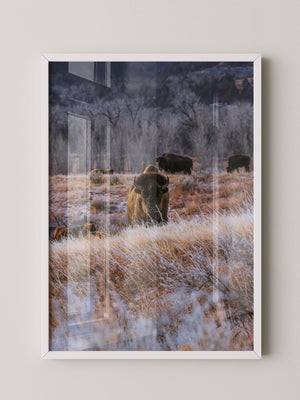 Bison Winterlandschaft Frost