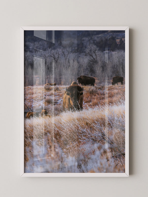 Bison Winterlandschaft Frost
