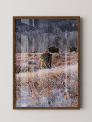 Bison Winterlandschaft Frost