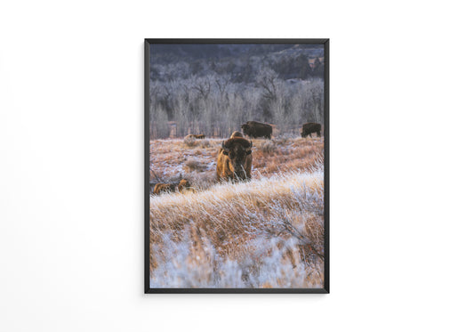 Bison Winterlandschaft Frost