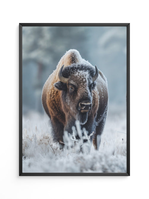 Bison Winterlandschaft Frostig