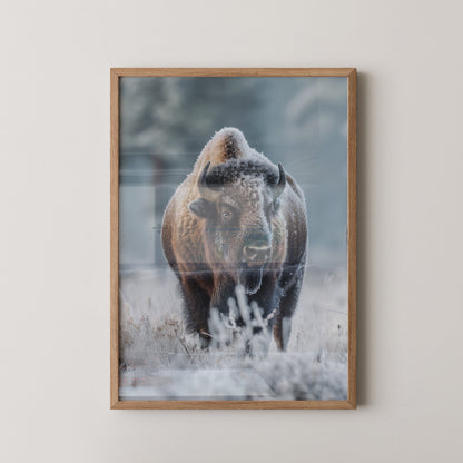 Bison Winterlandschaft Frostig