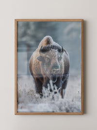 Bison Winterlandschaft Frostig