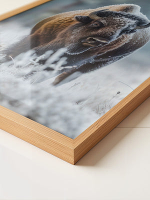 Bison Winterlandschaft Frostig