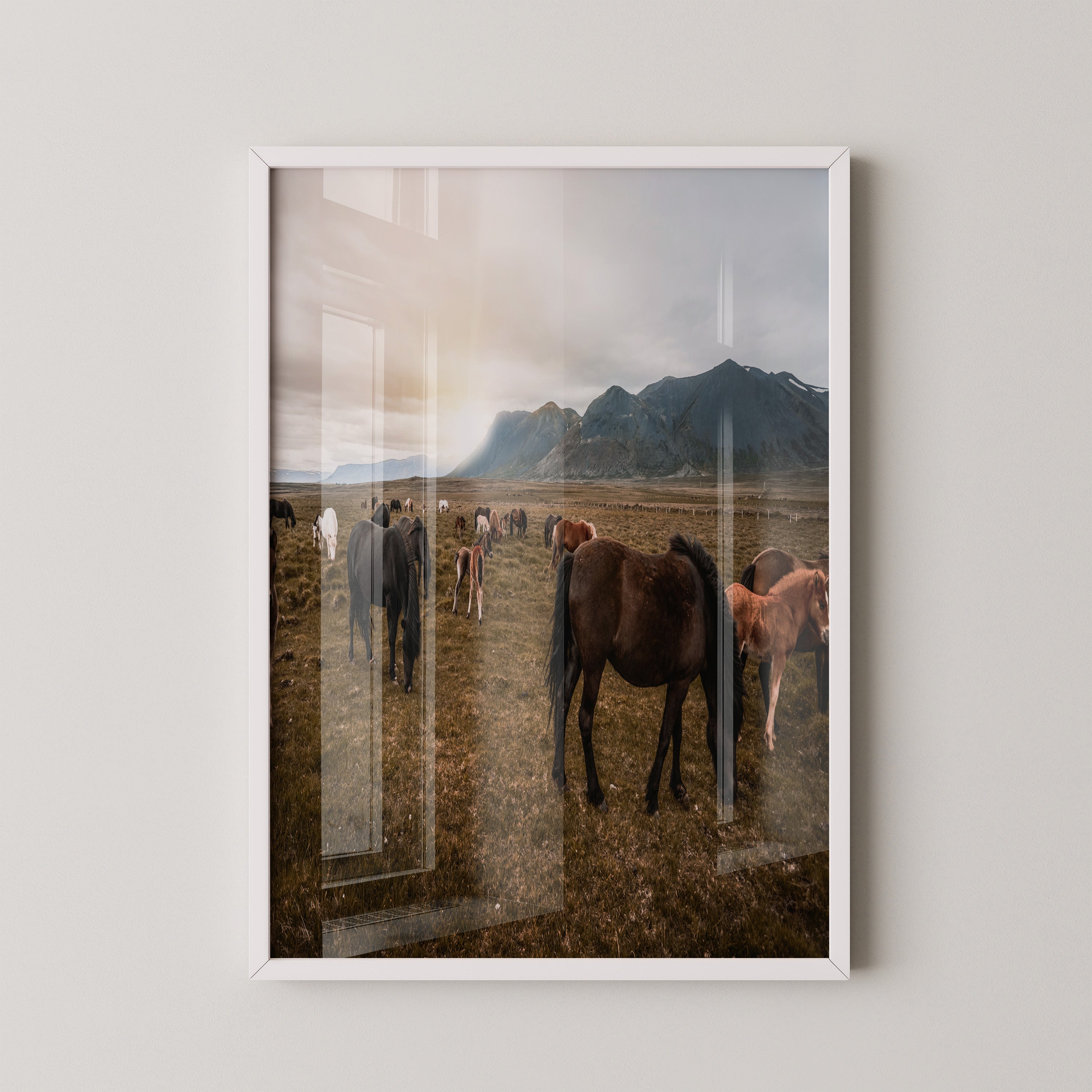 Islandpferde Weite Sonnenuntergang