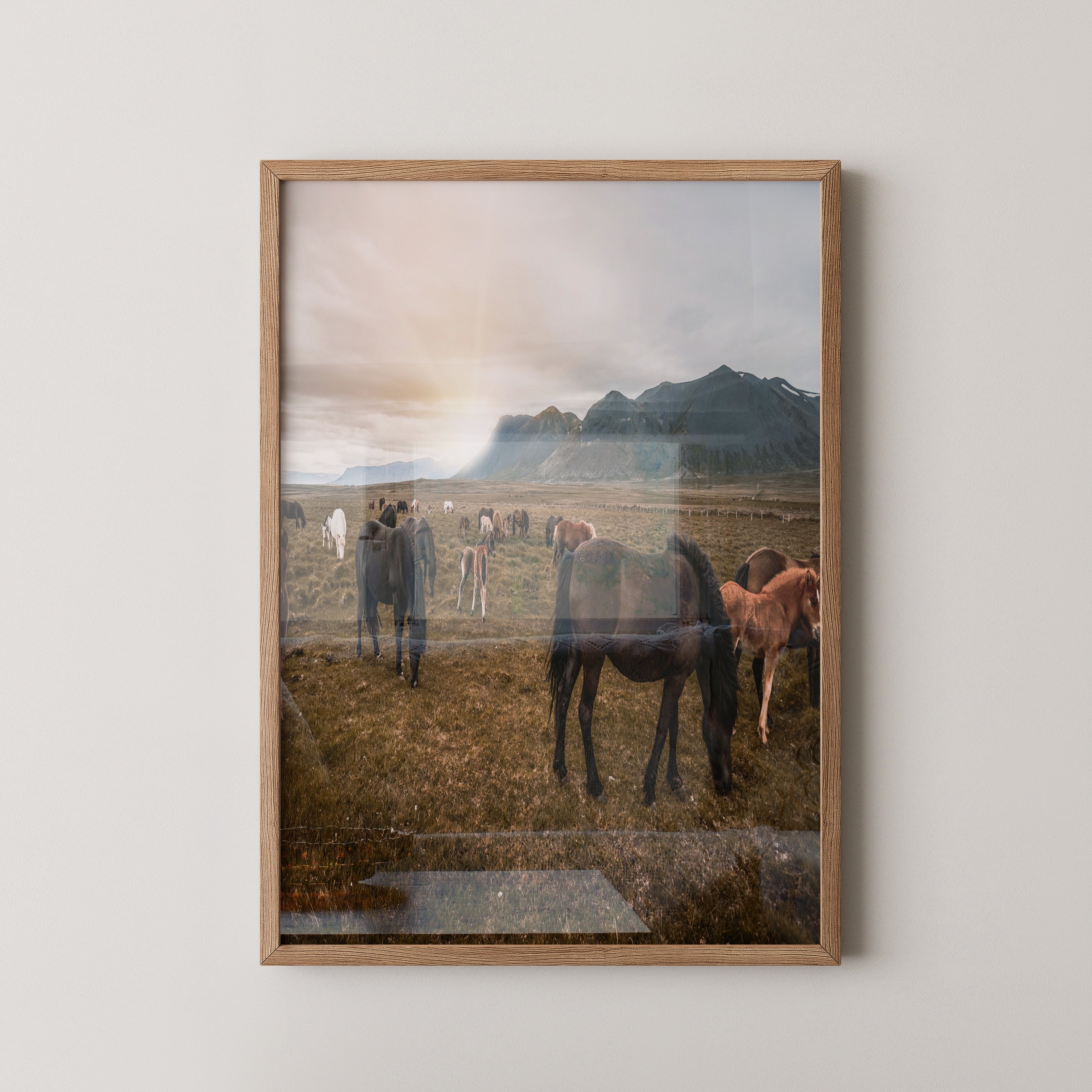 Islandpferde Weite Sonnenuntergang