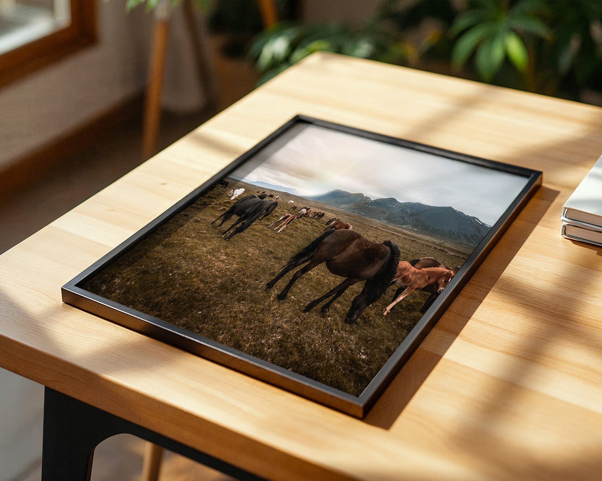 Islandpferde Weite Sonnenuntergang