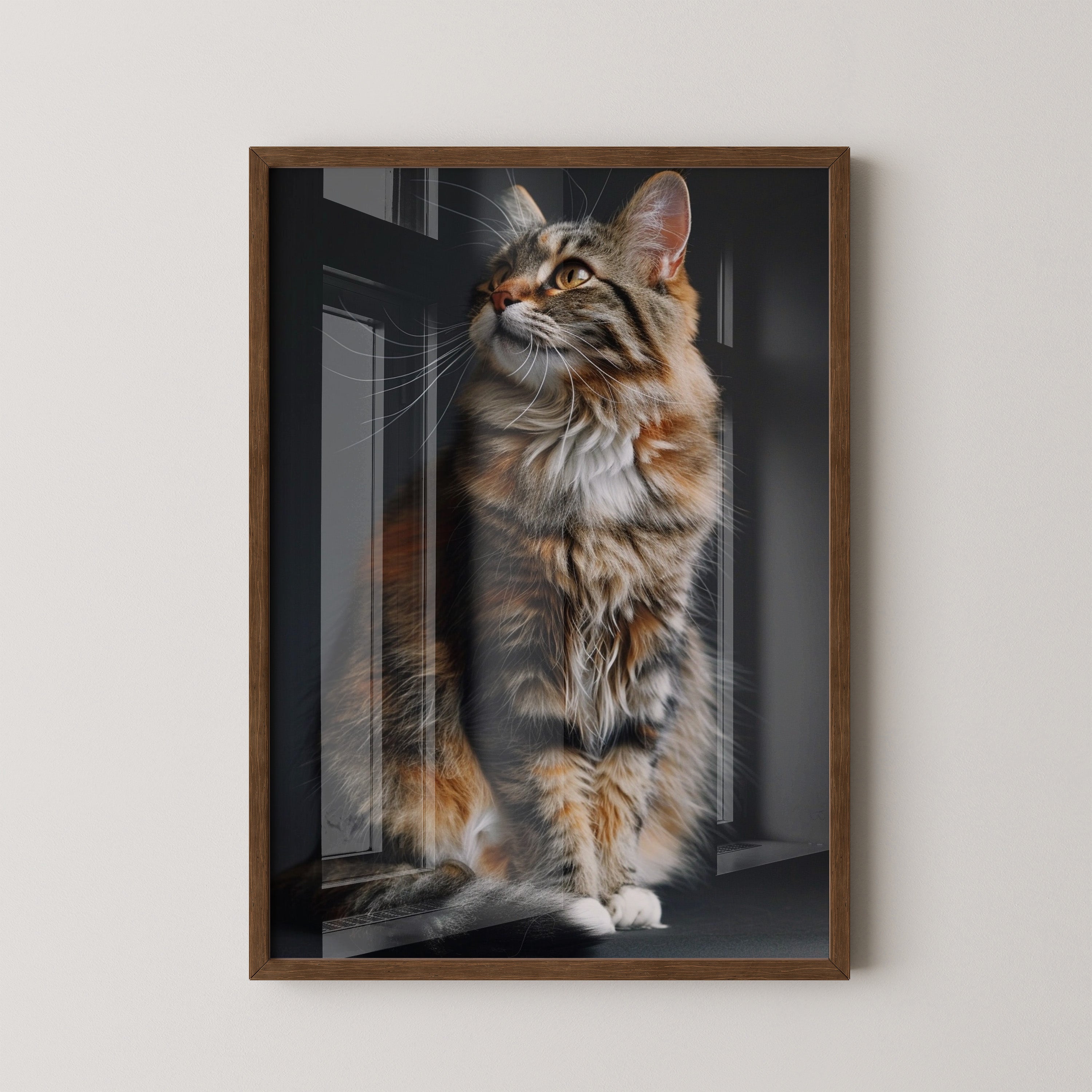 Maine Coon Katze elegant