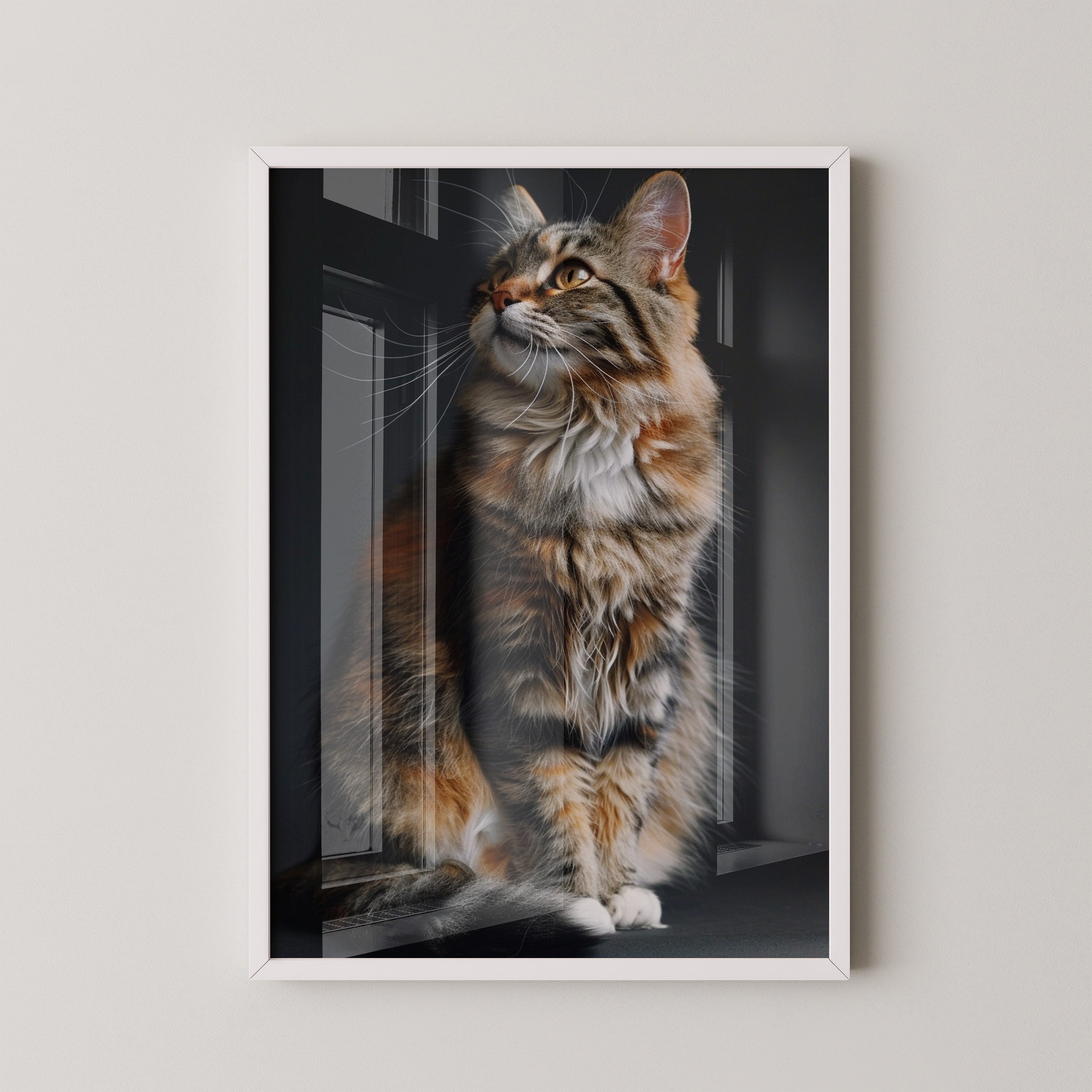 Maine Coon Katze elegant