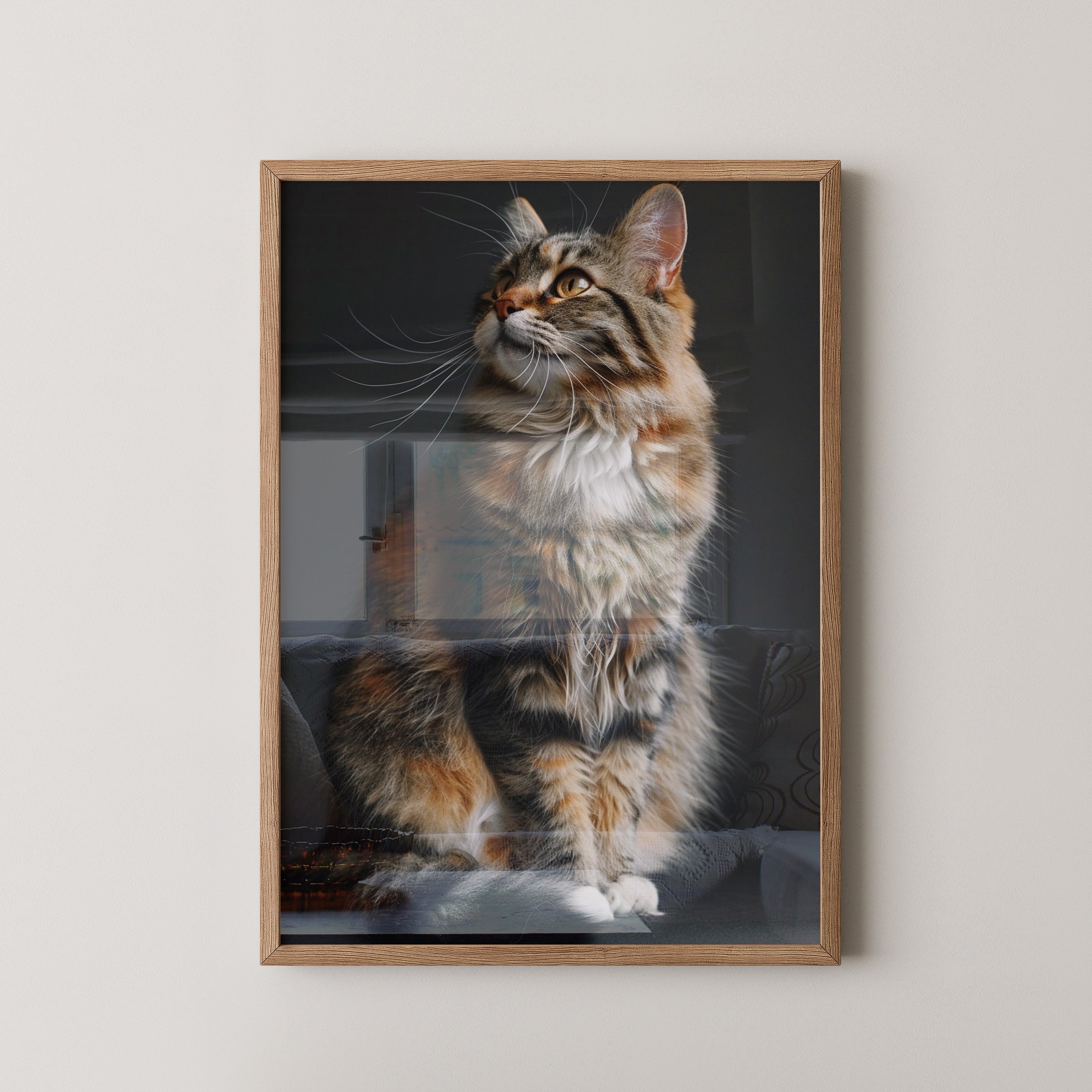 Maine Coon Katze elegant