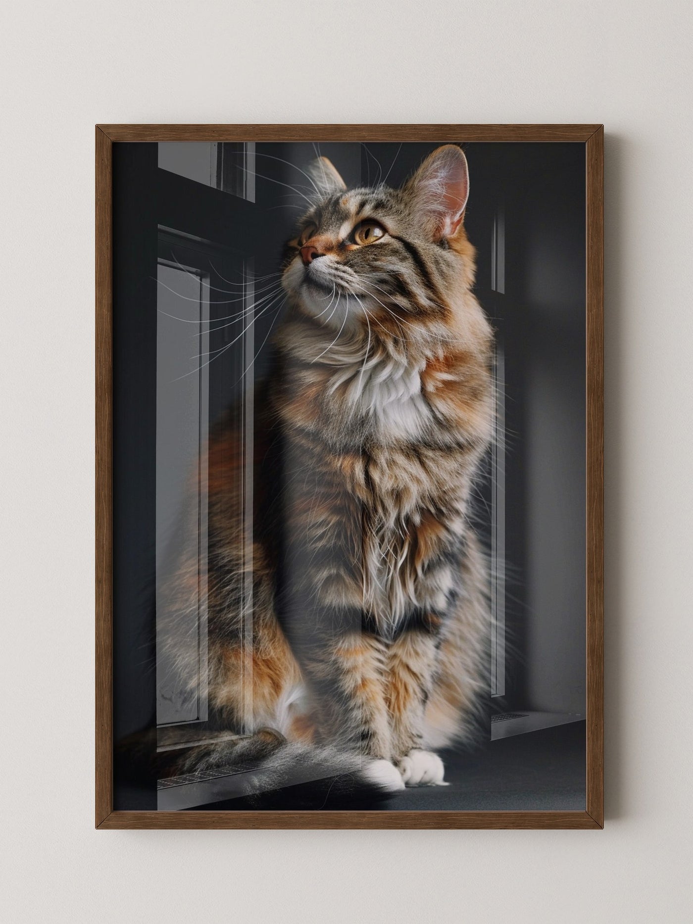 Maine Coon Katze elegant