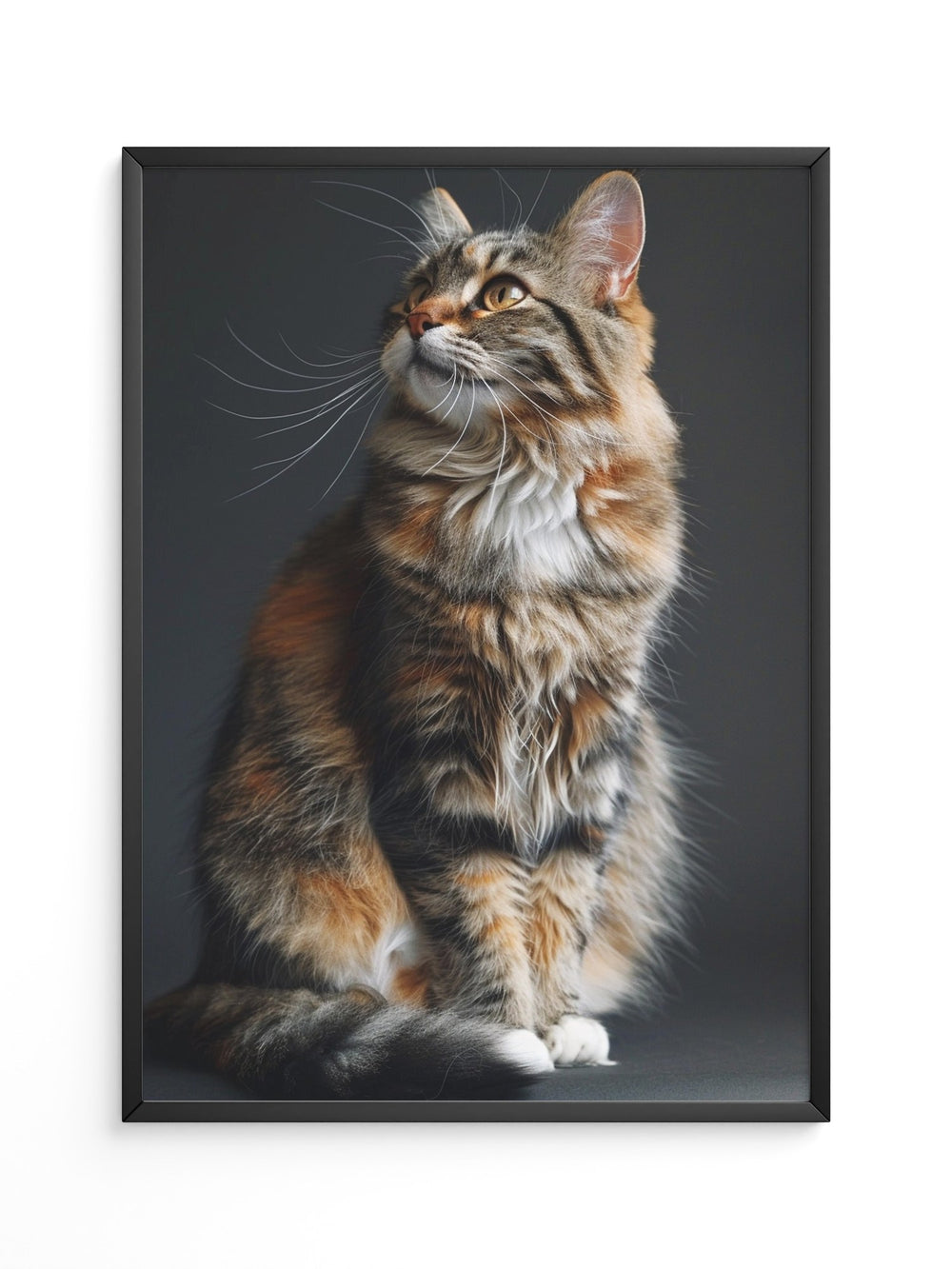 Maine Coon Katze elegant