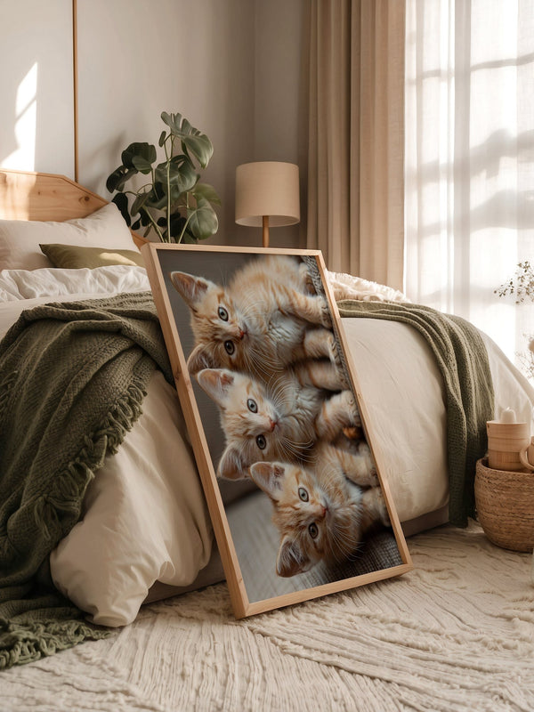 Drei Kätzchen Nahaufnahme