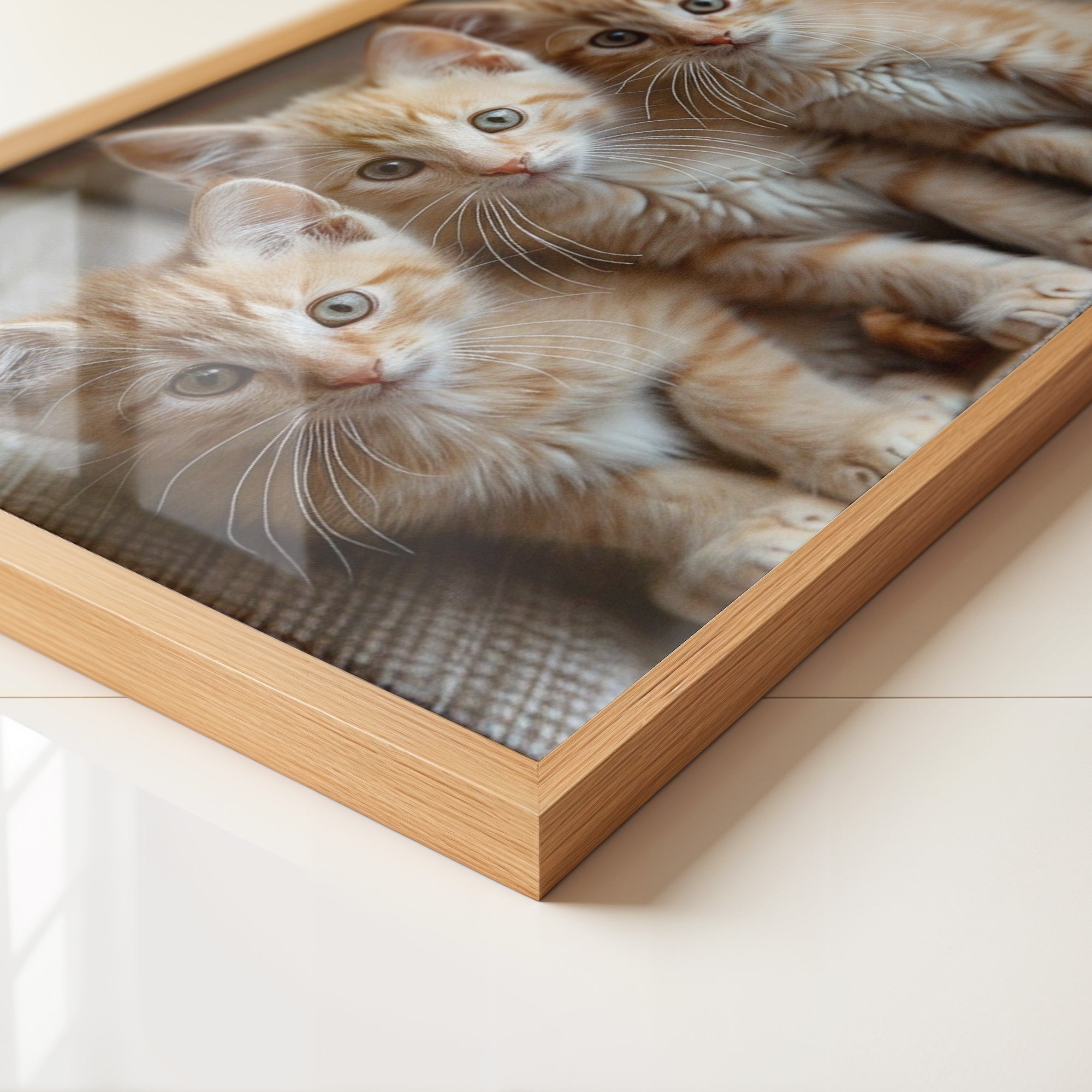 Drei Kätzchen Nahaufnahme