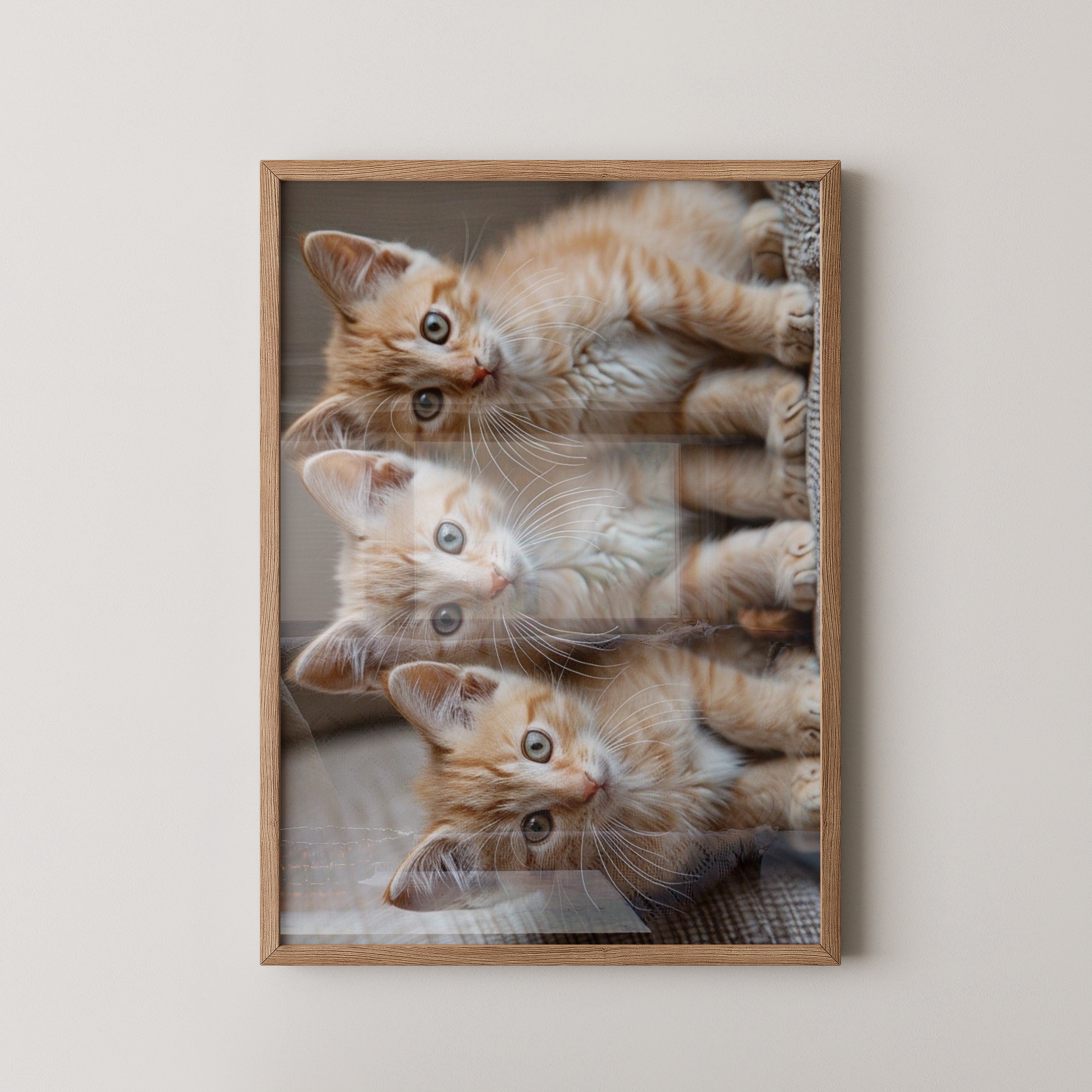 Drei Kätzchen Nahaufnahme